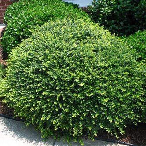 Ilex Crenata Golden Helleri - View 16 from www redcrocus com