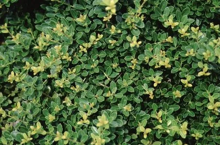 Ilex Crenata Golden Helleri - View 17 from www redcrocus com