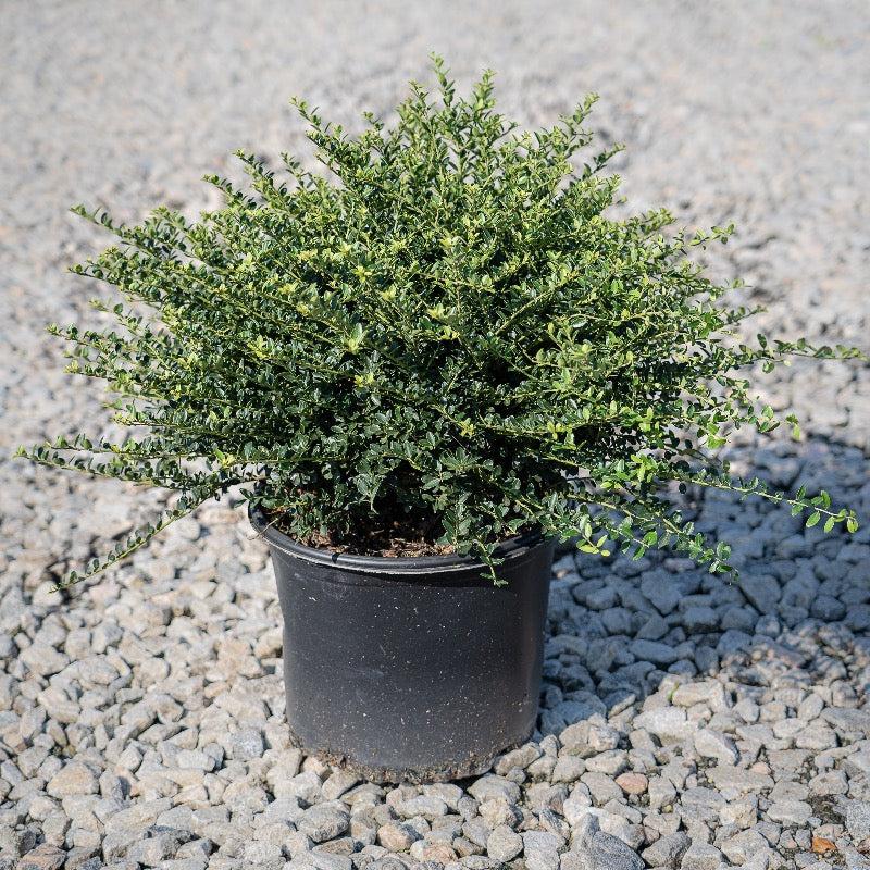 Ilex Crenata Golden Helleri - View 17 from www redcrocus com