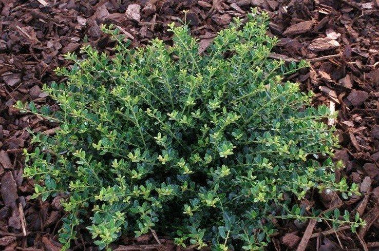 Ilex Crenata Golden Helleri - View 18 from www redcrocus com