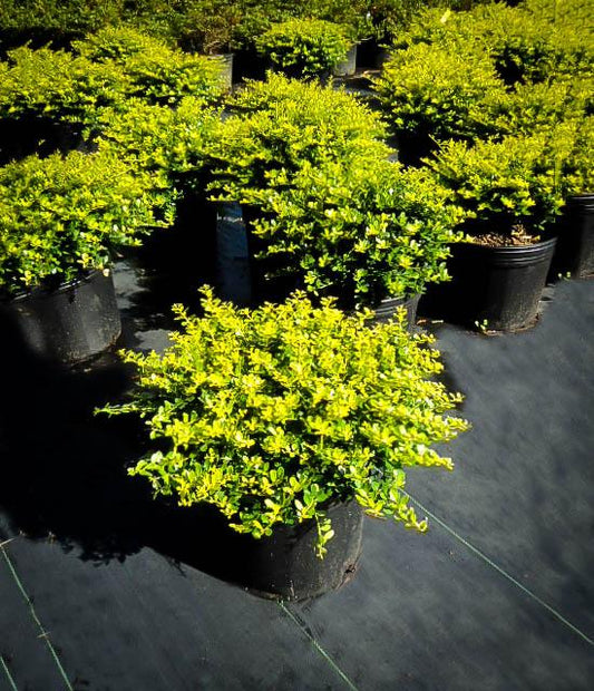Ilex Crenata Golden Helleri - View 1 from www redcrocus com