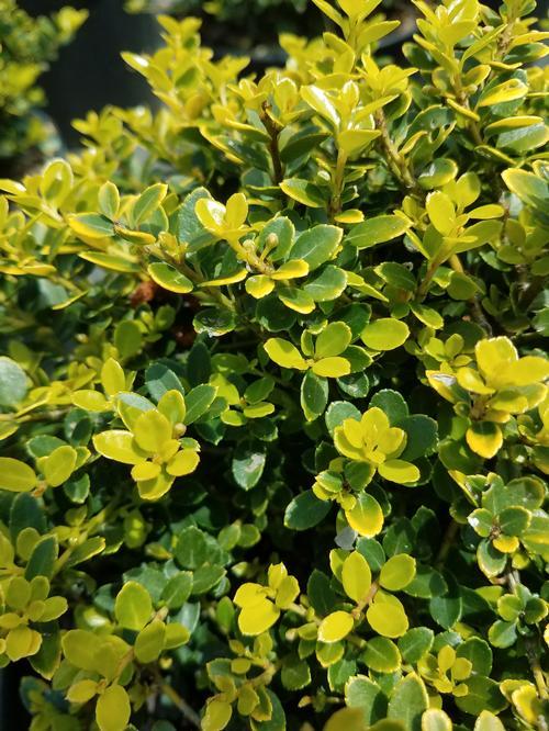 Ilex Crenata Golden Helleri - View 2 from www redcrocus com