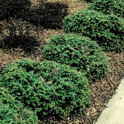 Ilex Crenata Golden Helleri - View 3 from www redcrocus com