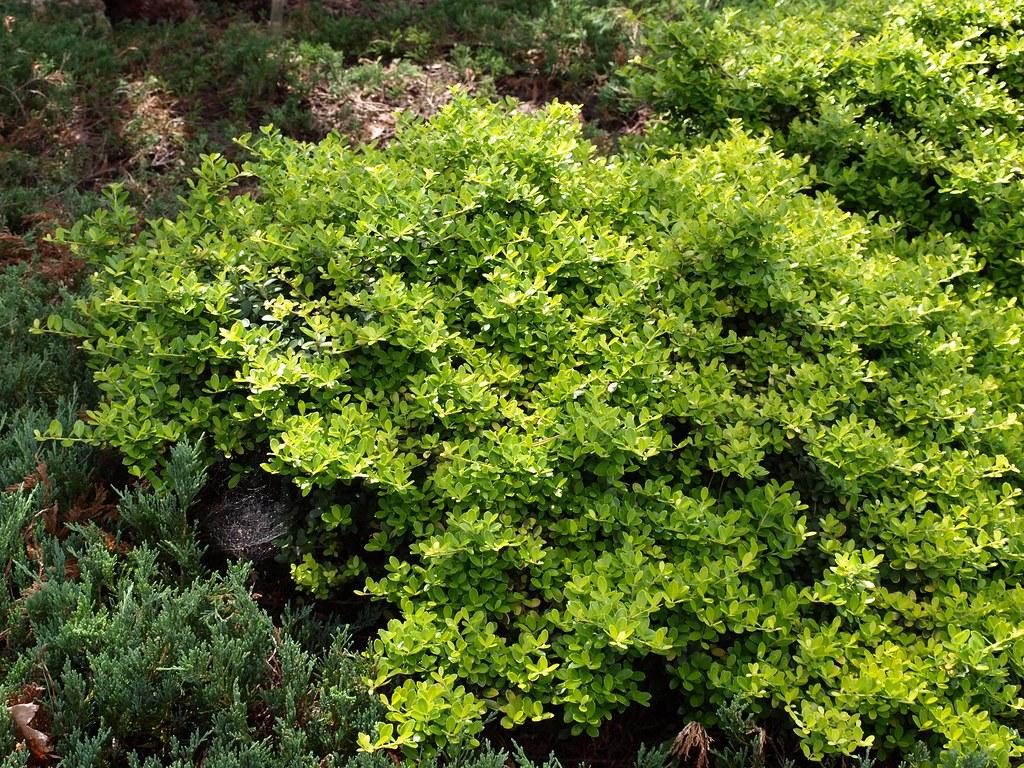 Ilex Crenata Golden Helleri - View 4 from www redcrocus com