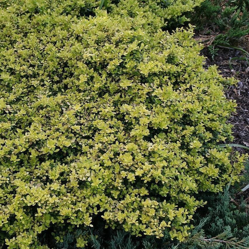 Ilex Crenata Golden Helleri - View 5 from www redcrocus com