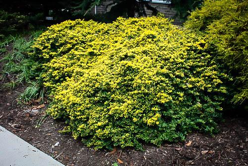 Ilex Crenata Golden Helleri - View 6 from www redcrocus com
