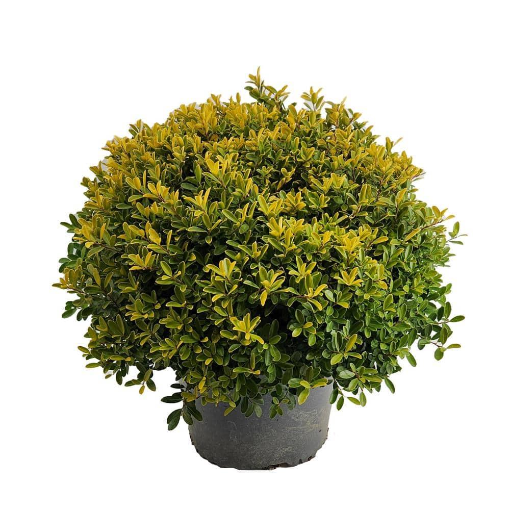 Ilex Crenata Golden Helleri - View 7 from www redcrocus com