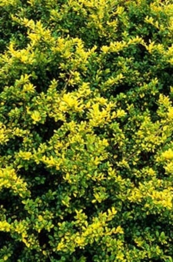 Ilex Crenata Golden Helleri - View 8 from www redcrocus com