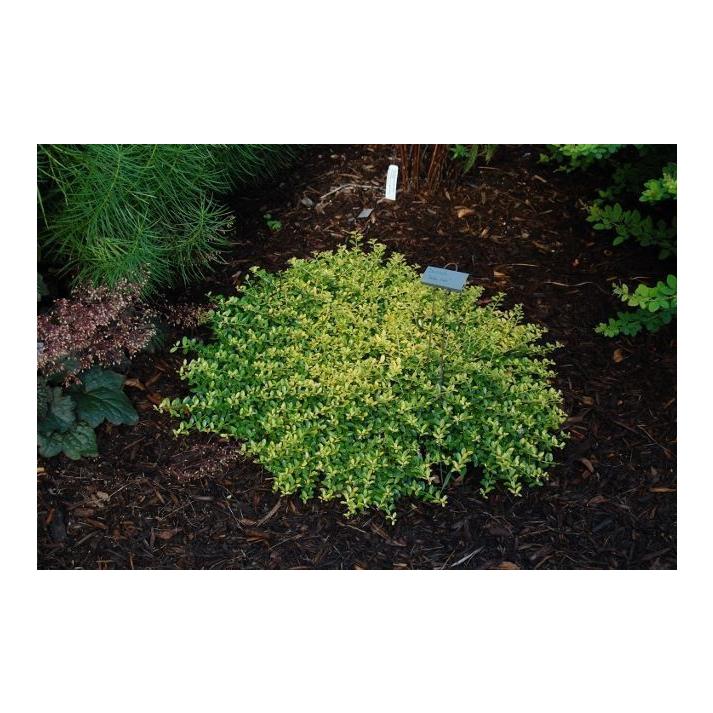Ilex Crenata Golden Helleri - View 9 from www redcrocus com