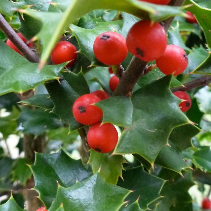 Ilex Red Beauty - View 2 from www redcrocus com