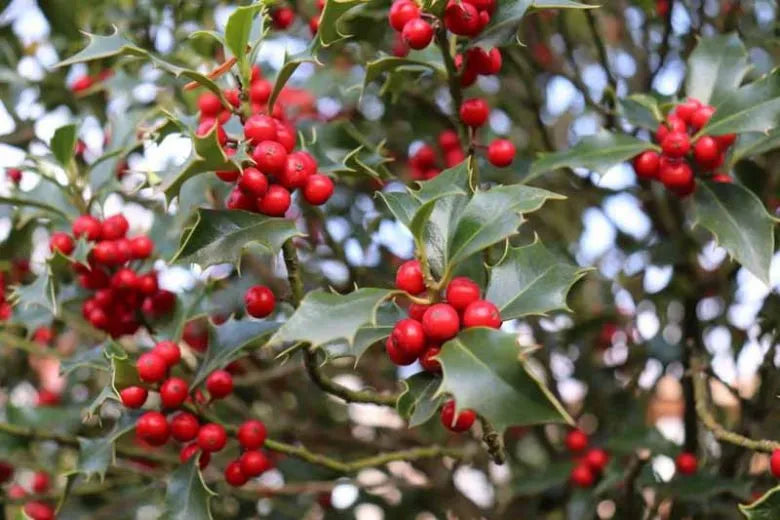 Ilex Red Beauty - View 7 from www redcrocus com