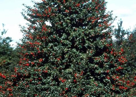 Ilex Red Beauty - View 10 from www redcrocus com