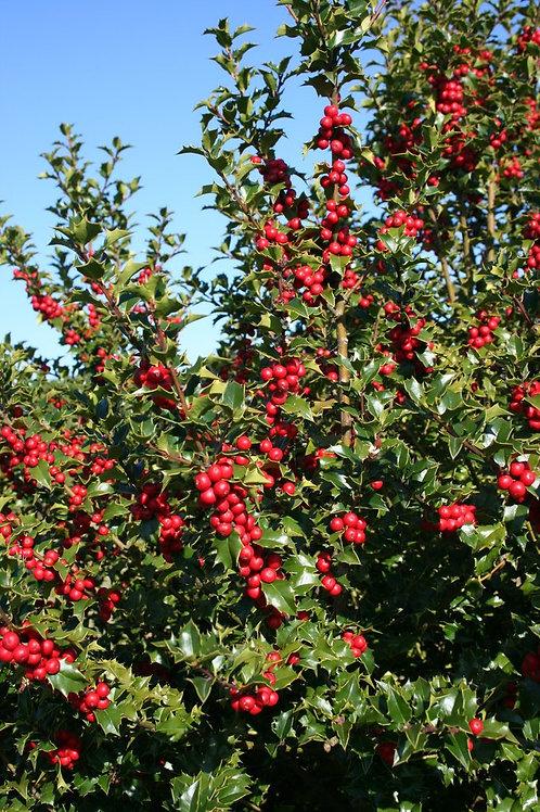 Ilex Red Beauty - View 11 from www redcrocus com