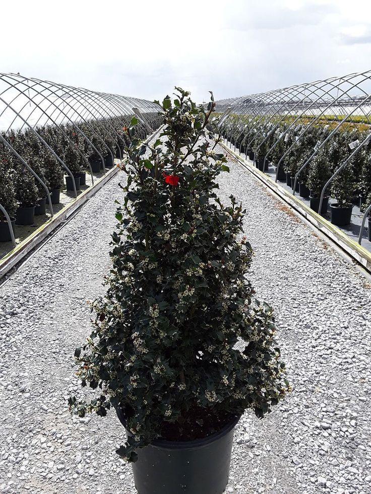 Ilex Red Beauty - View 13 from www redcrocus com