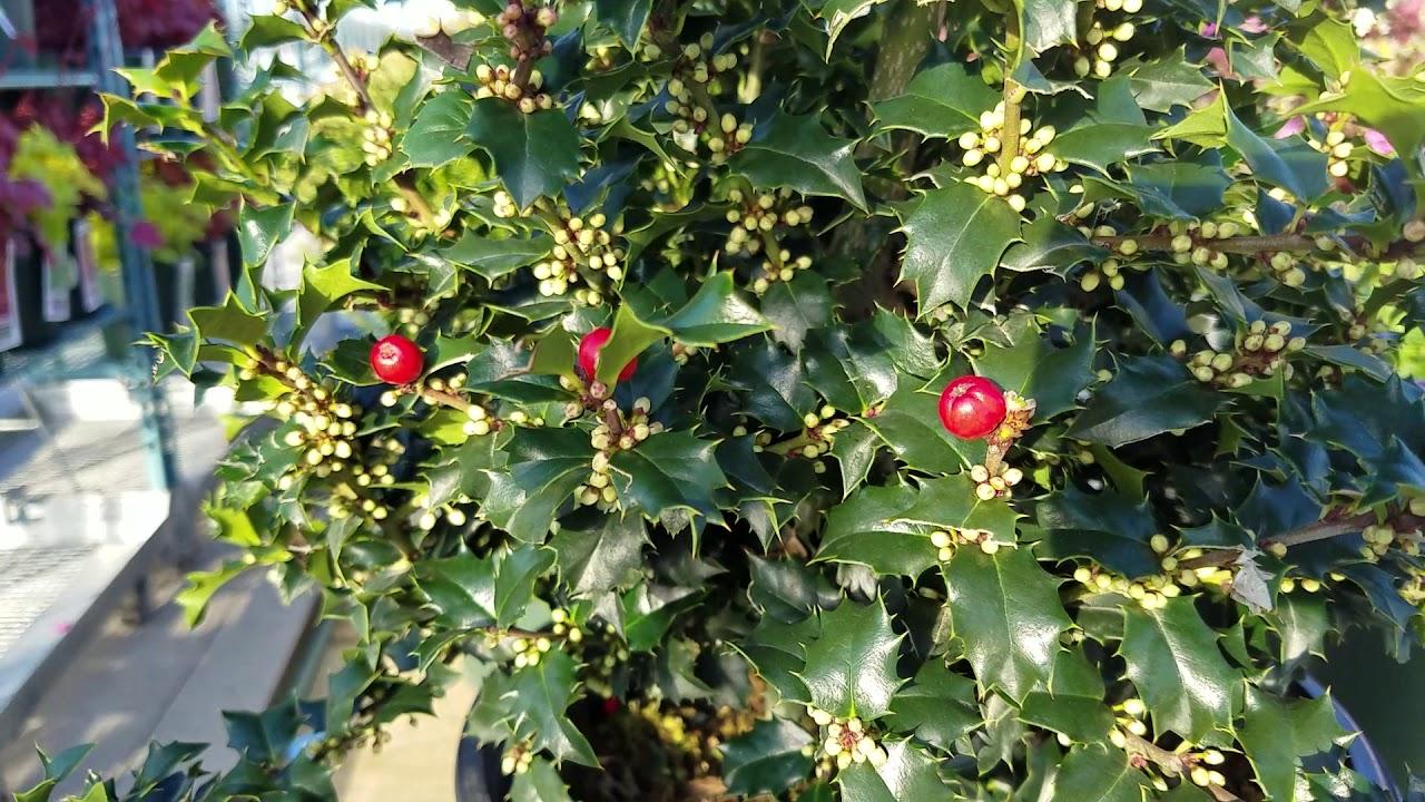 Ilex Red Beauty - View 17 from www redcrocus com