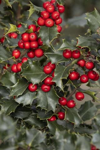 Ilex Red Beauty - View 2 from www redcrocus com