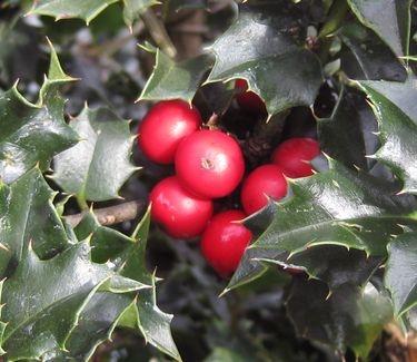Ilex Red Beauty - View 4 from www redcrocus com