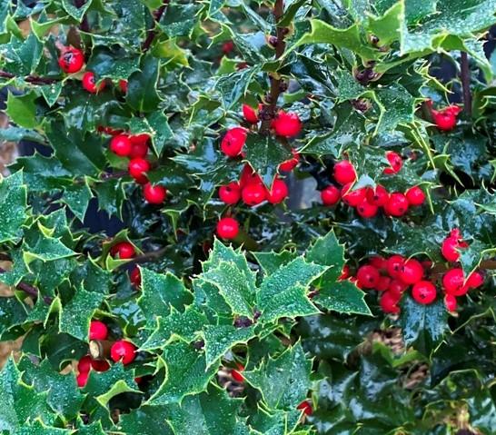 Ilex Red Beauty - View 5 from www redcrocus com