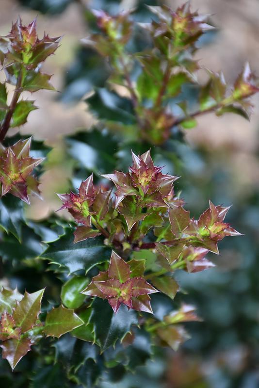 Ilex Red Beauty - View 6 from www redcrocus com