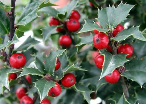 Ilex Red Beauty - View 7 from www redcrocus com