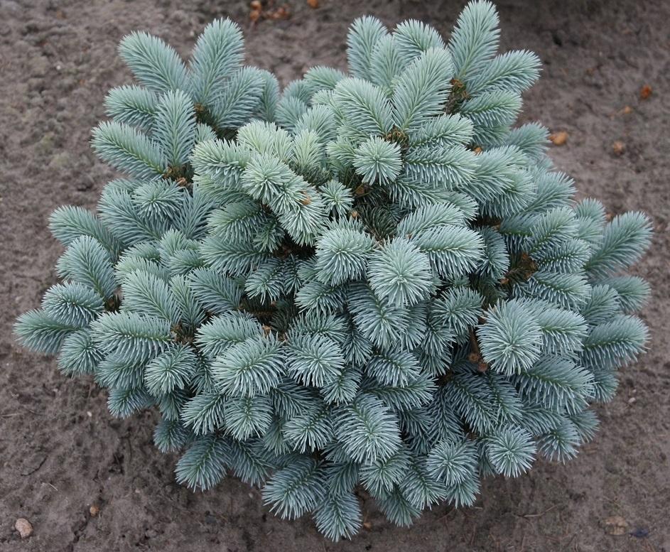 Picea Pungens Glauca Globosa - View 14 from www redcrocus com
