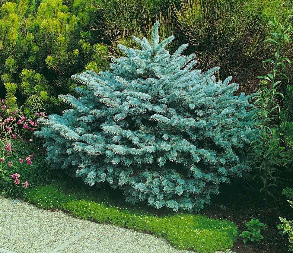 Picea Pungens Glauca Globosa - View 3 from www redcrocus com
