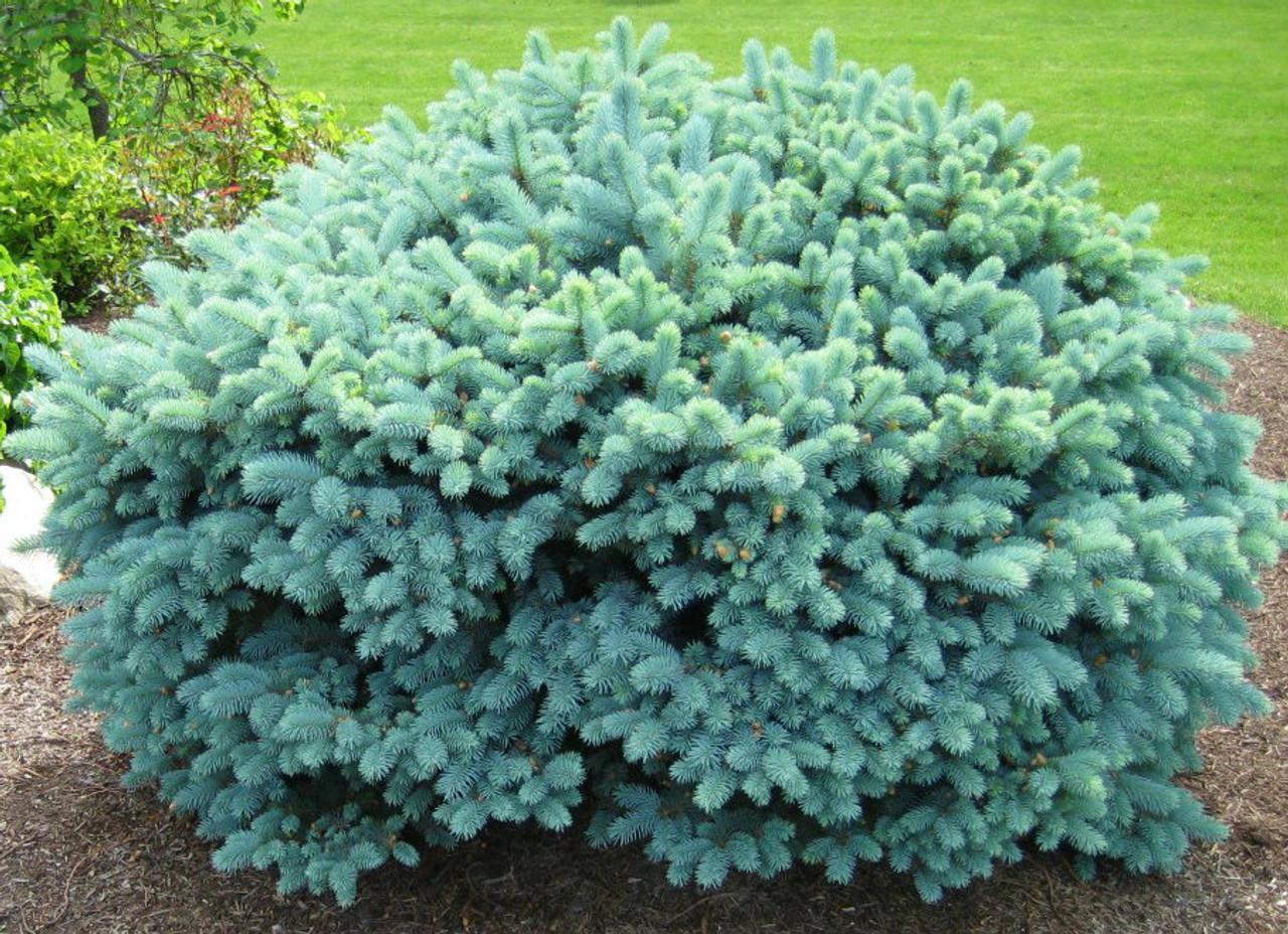 Picea Pungens Glauca Globosa - View 5 from www redcrocus com