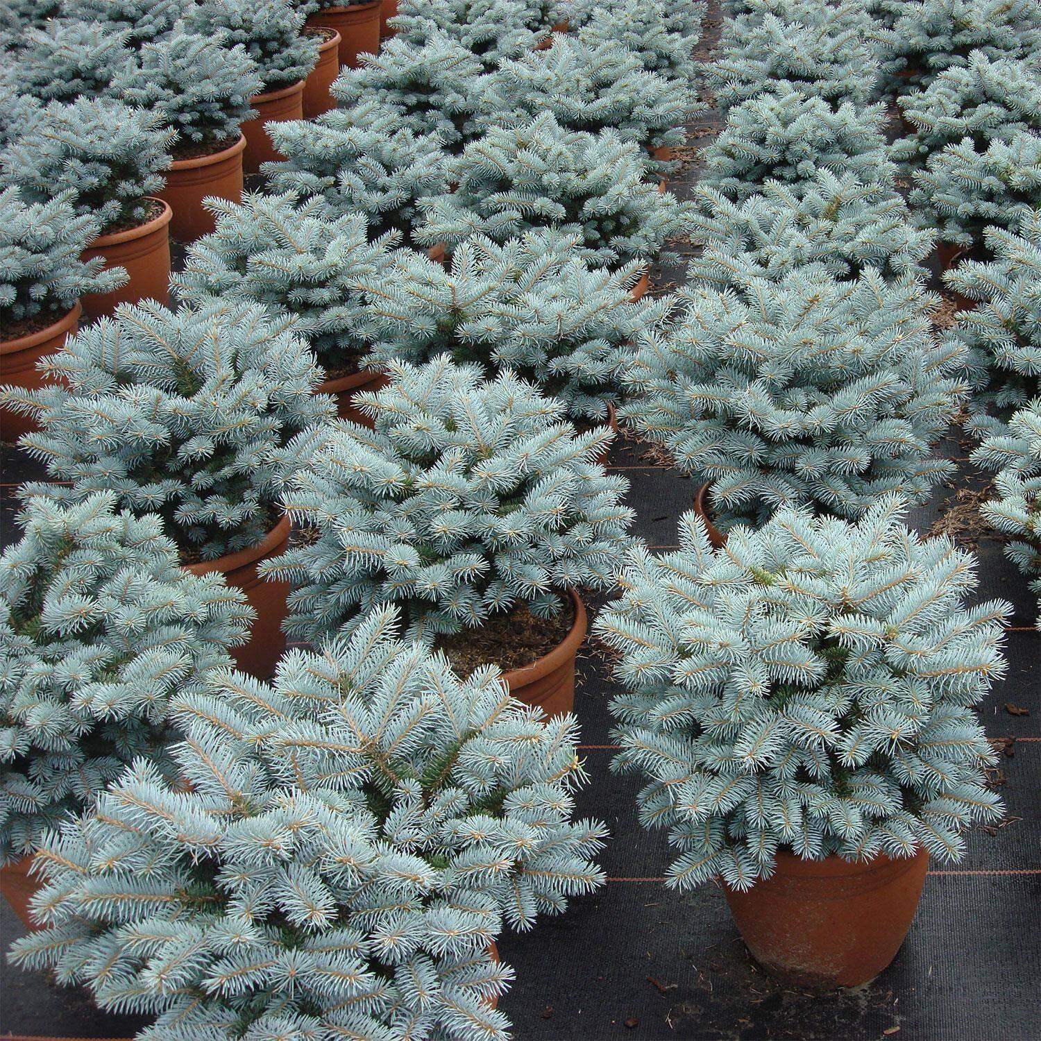 Picea Pungens Glauca Globosa - View 7 from www redcrocus com