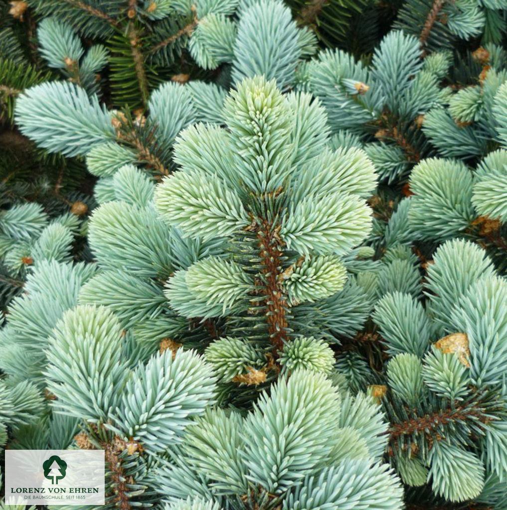 Picea Pungens Glauca Globosa - View 9 from www redcrocus com