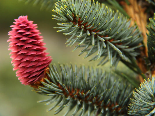 Picea Pungens Glauca Procumbens - View 10 from www redcrocus com