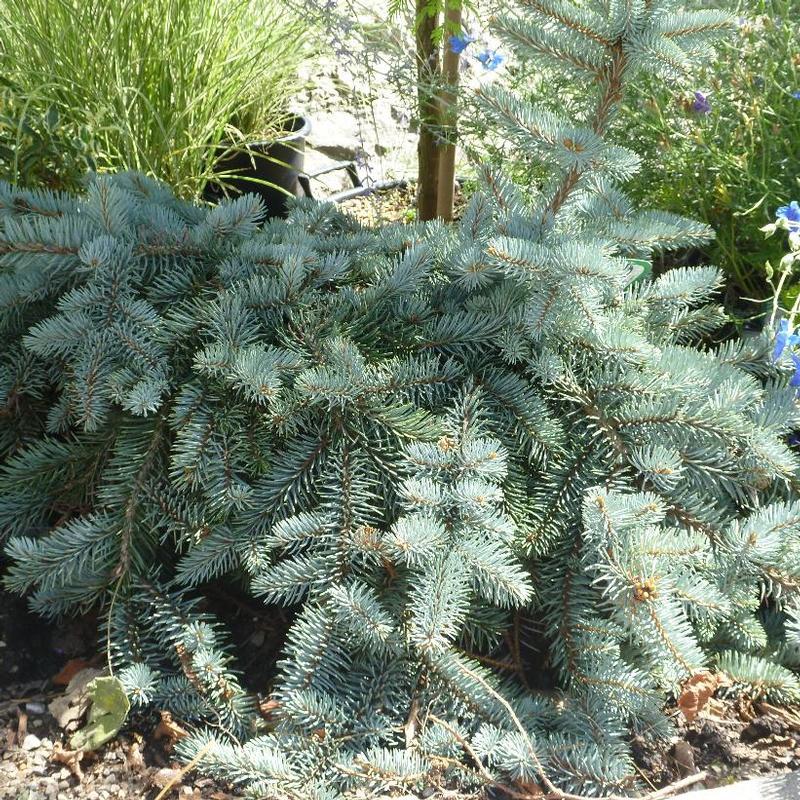 Picea Pungens Glauca Procumbens - View 13 from www redcrocus com