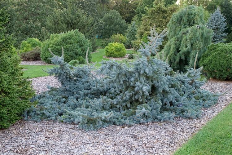 Picea Pungens Glauca Procumbens - View 14 from www redcrocus com