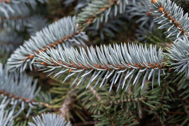 Picea Pungens Glauca Procumbens - View 15 from www redcrocus com