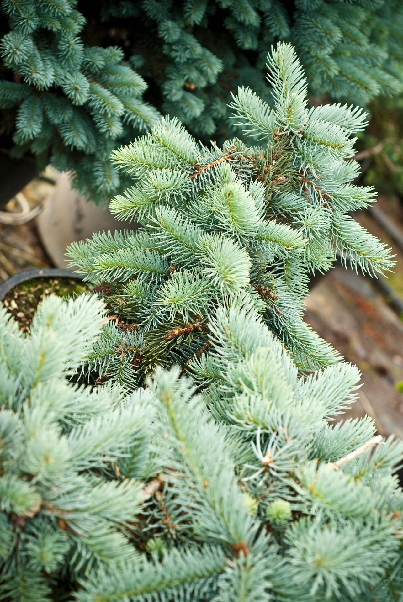 Picea Pungens Glauca Procumbens - View 2 from www redcrocus com