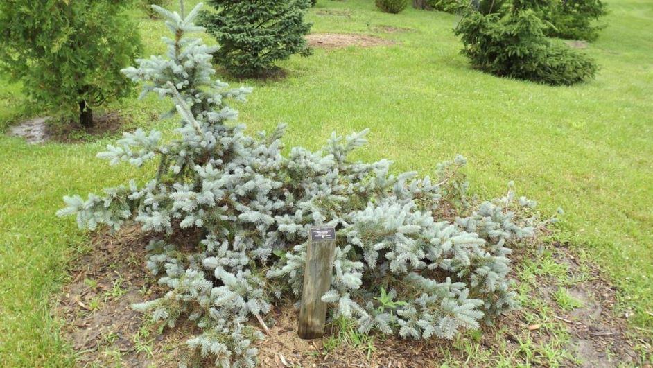 Picea Pungens Glauca Procumbens - View 3 from www redcrocus com