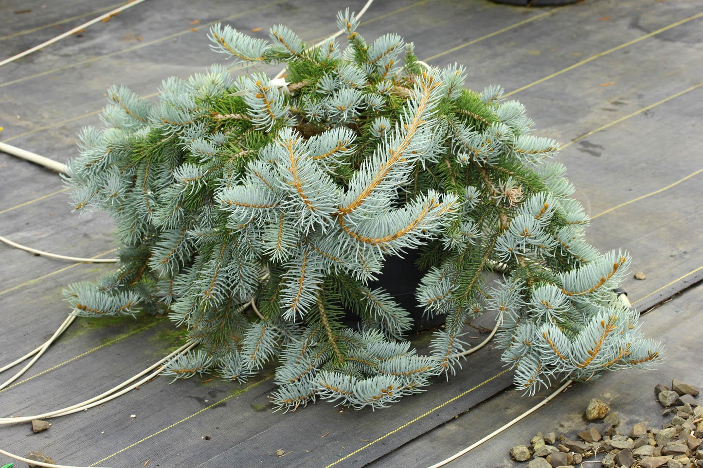 Picea Pungens Glauca Procumbens - View 5 from www redcrocus com