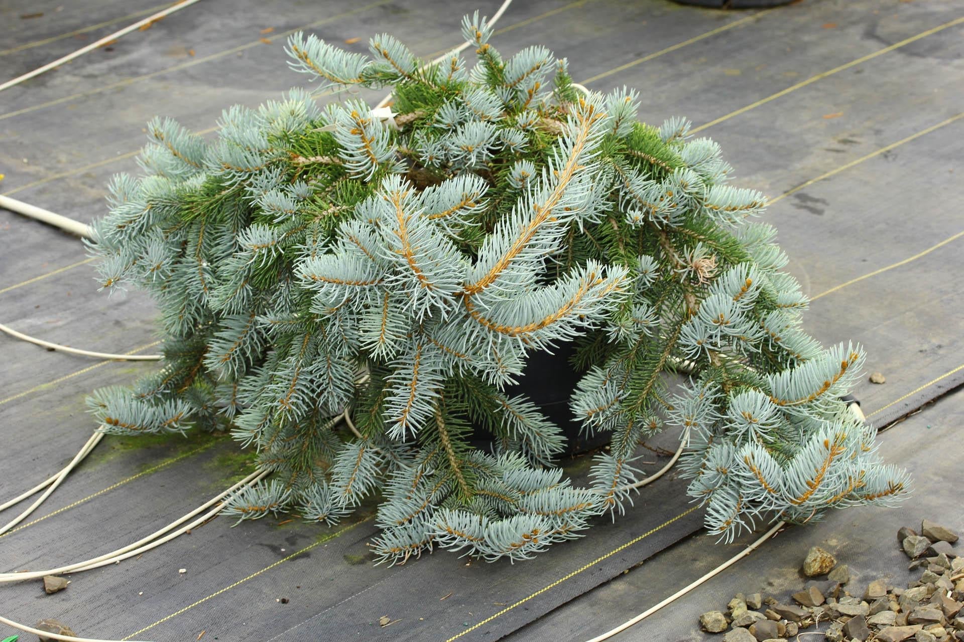 Picea Pungens Glauca Procumbens - View 5 from www redcrocus com