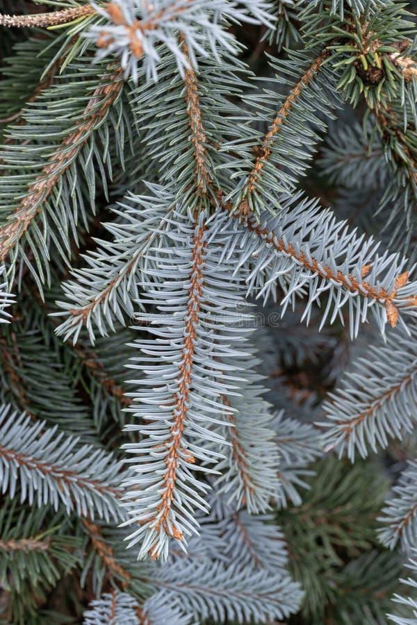 Picea Pungens Glauca Procumbens - View 6 from www redcrocus com