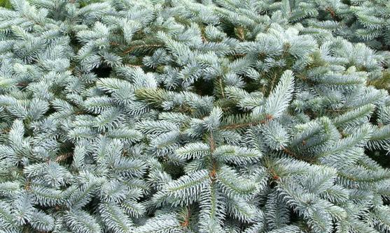 Picea Pungens Glauca Procumbens - View 8 from www redcrocus com