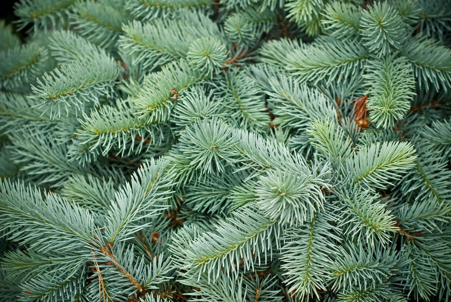 Picea Pungens 'glauca Procumbens' - View 3 from www redcrocus com