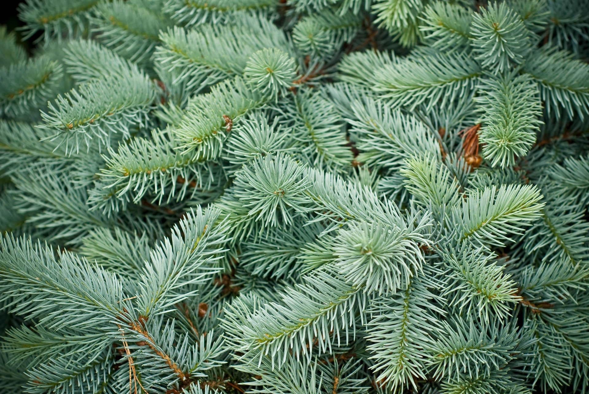 Picea Pungens 'glauca Procumbens' - View 3 from www redcrocus com