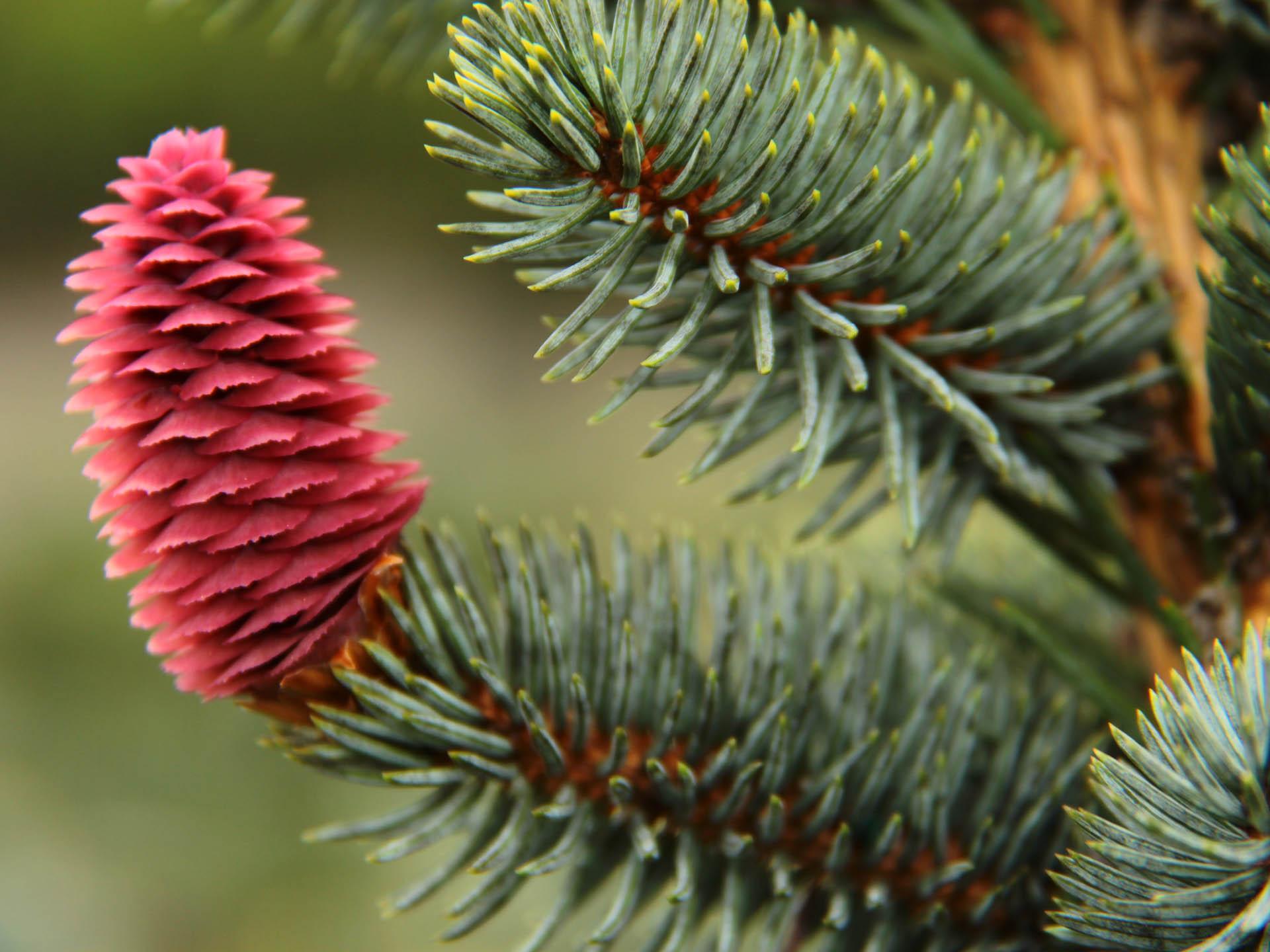 Picea Pungens 'glauca Procumbens' - View 8 from www redcrocus com