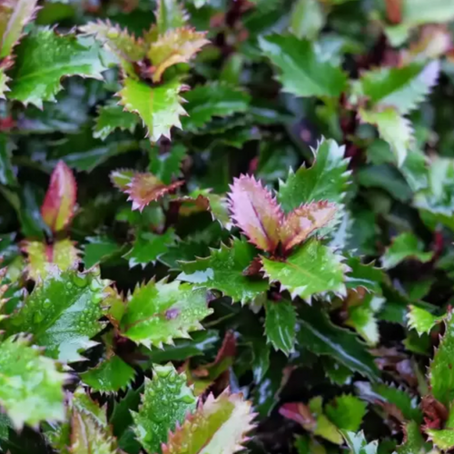 Ilex X 'little Rascal' - View 12 from www redcrocus com
