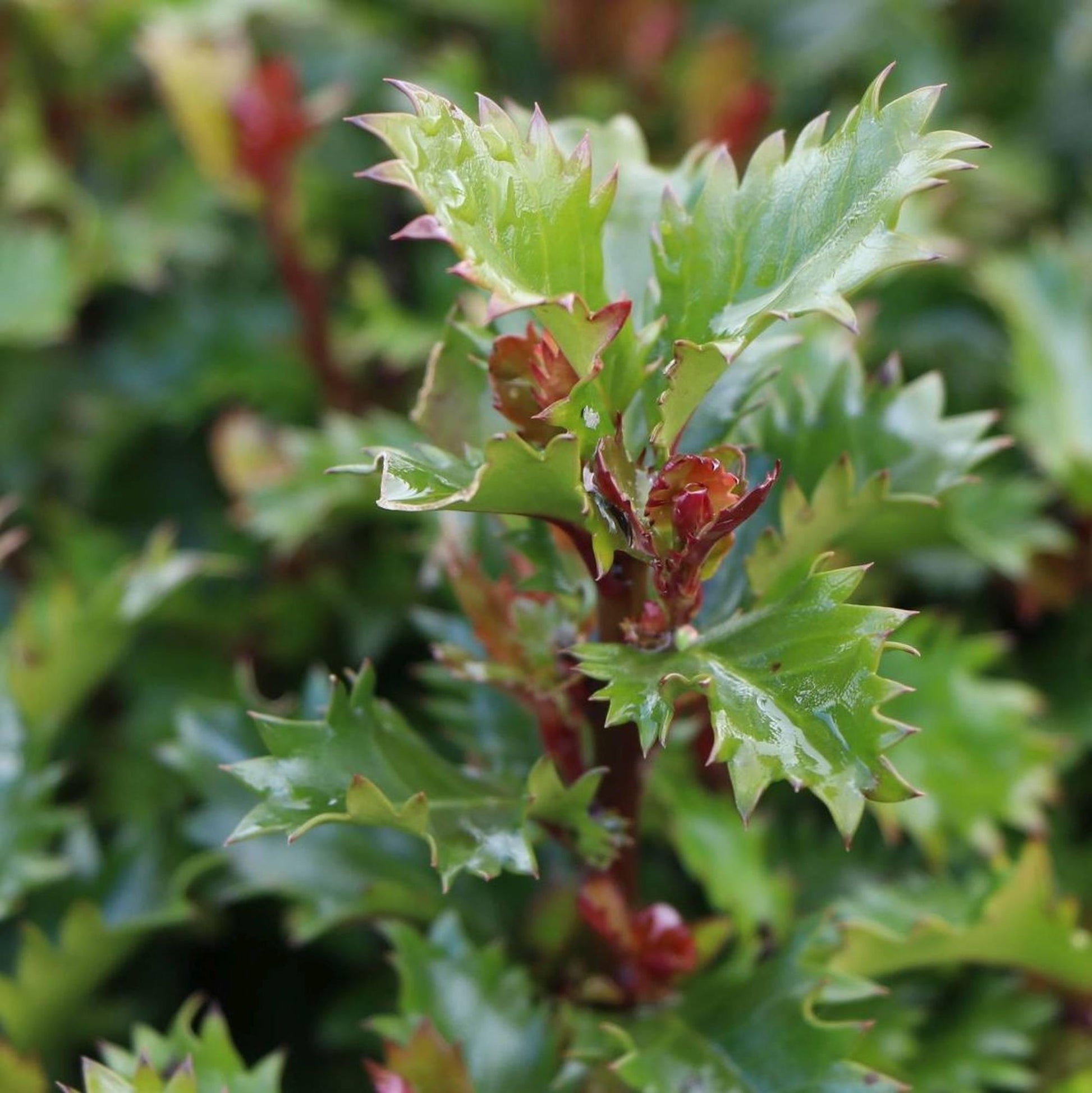 Ilex X 'little Rascal' - View 17 from www redcrocus com