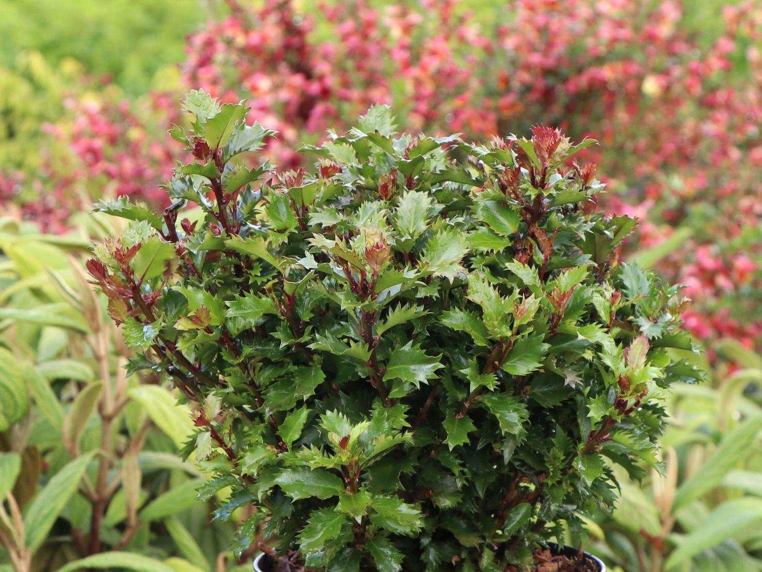 Ilex X 'little Rascal' - View 1 from www redcrocus com