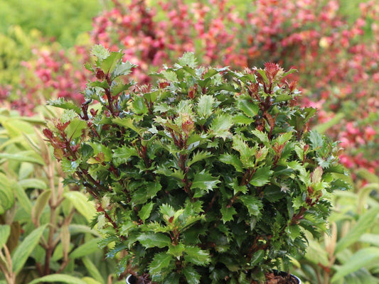 Ilex X 'little Rascal' - View 1 from www redcrocus com