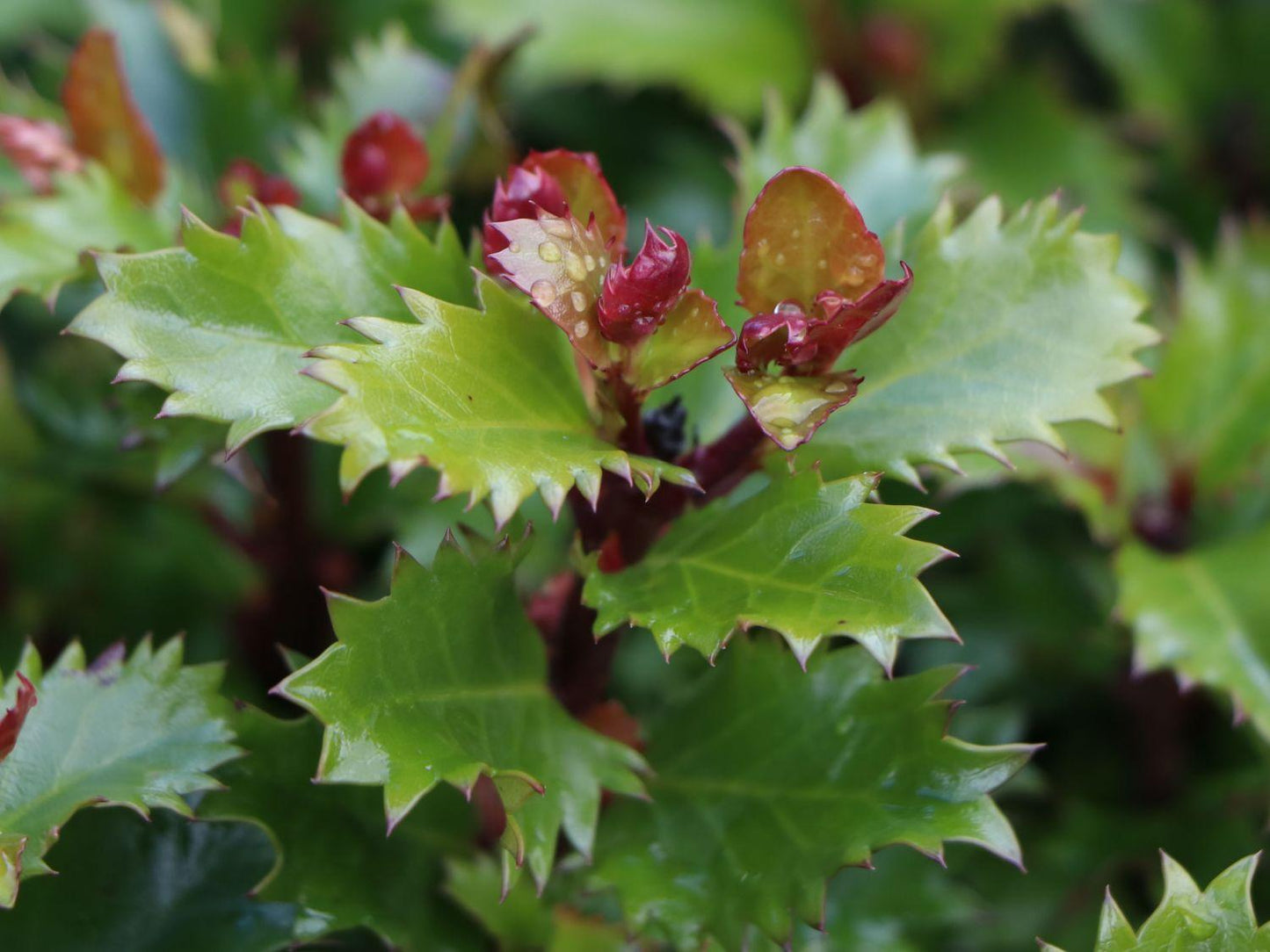Ilex X 'little Rascal' - View 2 from www redcrocus com