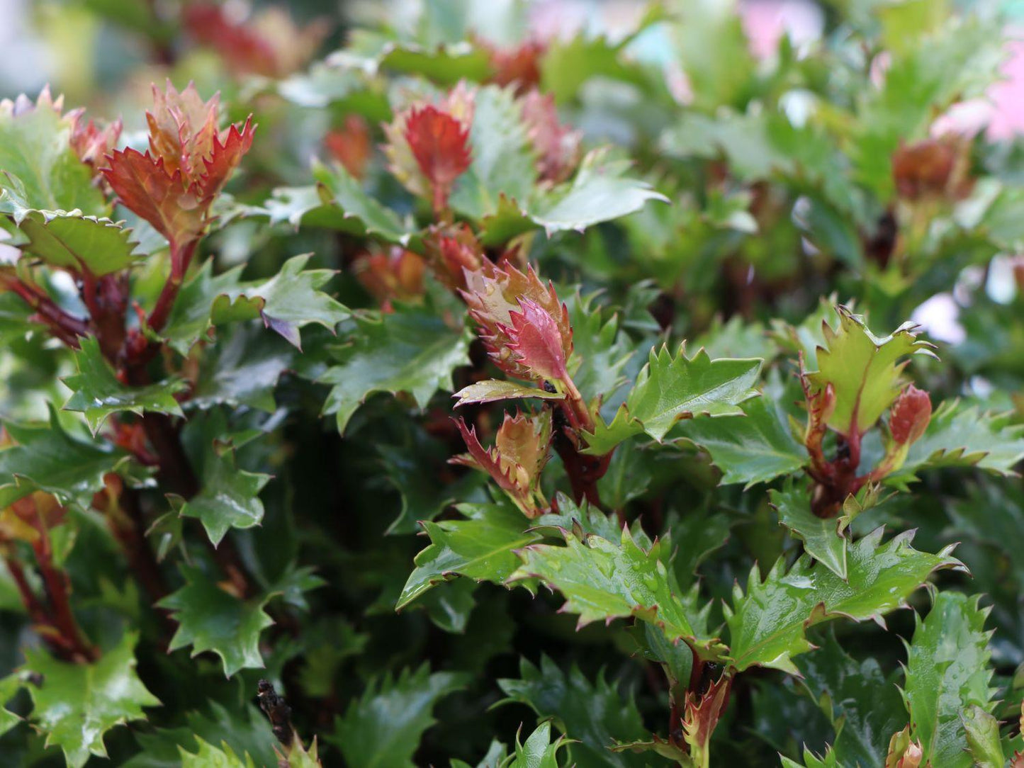 Ilex X 'little Rascal' - View 5 from www redcrocus com