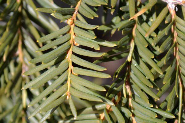 Taxus Cuspidata 'capitata' Columnar - View 11 from www redcrocus com