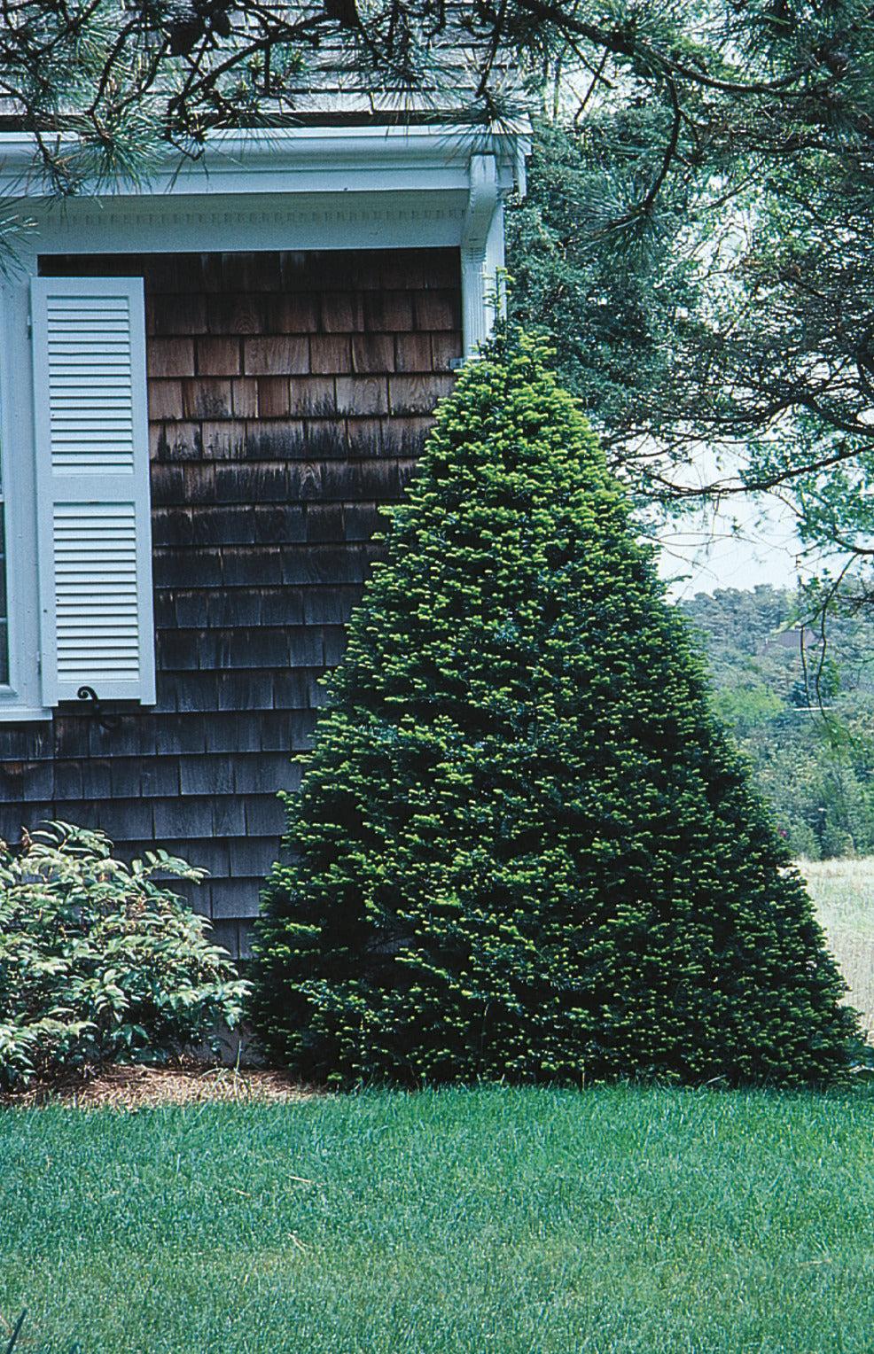 Taxus Cuspidata 'capitata' Columnar - View 16 from www redcrocus com